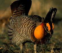 Male prairie chicken in courting display