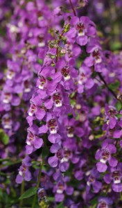 Purple flowers of Angelonia serena