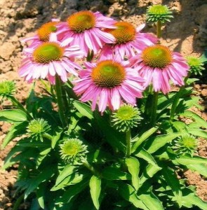 'Little Annie' dwarf variety of Echinacea flower