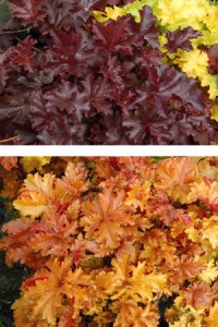 Varying leaf colors of different Heuchera varieties