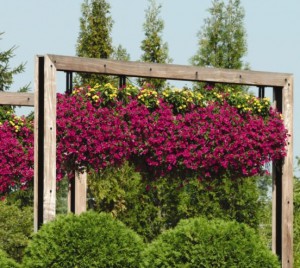 Dark purple flowers of wave purple petunias