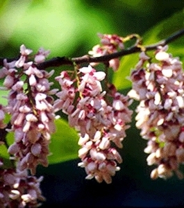 Clustered redbud flowers on Cercis racemosa