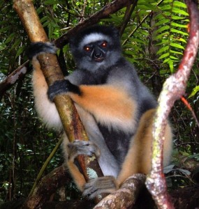 Another endangered lemur, the diademed (silky) sifaka