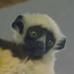 Sophie the baby lemur