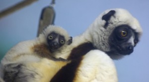 Baby lemur Sophie riding on mom's back