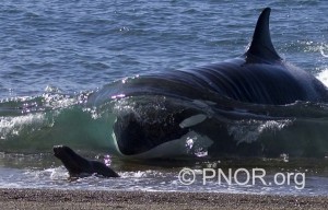 Gretchen Freund’s photograph of an Orca about to pounce on a baby seal