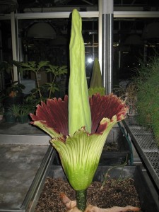 Picture of Archie, the corpse flower, Amorphophallus titanium