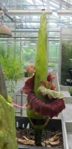 Amorphophallus titanium wilting with window cut into the spathe