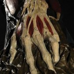 Morandi's wax model of hand bones and deep muscle