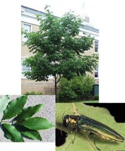 Counterclockwise from top are ash tree, ash leaves, emerald ash borer