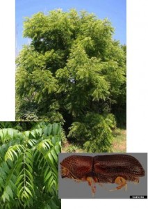 Counterclockwise from top are black walnut tree, black walnut leaves, walnut twig beetle