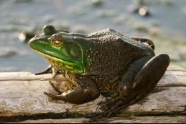 American bullfrog: This very large frog –3-6 inches in body length—must live in permanent water, as it takes 1 ½ years to progress from egg to completed tadpole metamorphosis. Eggs are laid in the summer. To hear the bullfrog’s call go to http://mdc.mo.gov/discover-nature/field-guide/american-bullfrog. Photo courtesy of Missouri Department of Conservation