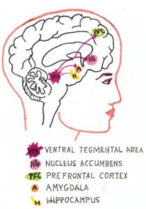 Drawing of the brain, including locations of the ventral tegmental area, nucleus accumbens, pre-frontal cortex, amygdala, and hippocampus