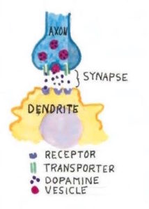 Drawing of dopamine transfer across a nerve synapse between an axon and dendrite