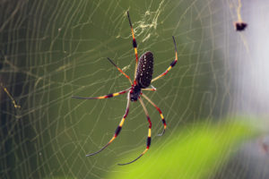 Golden orb spinner spider in the middle of its web.
