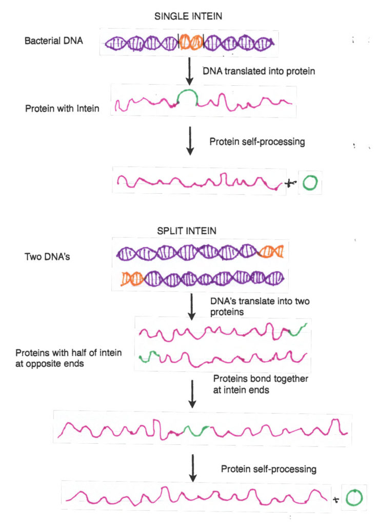 Intein-drawing-jo-seltzer - Science By Seltzer